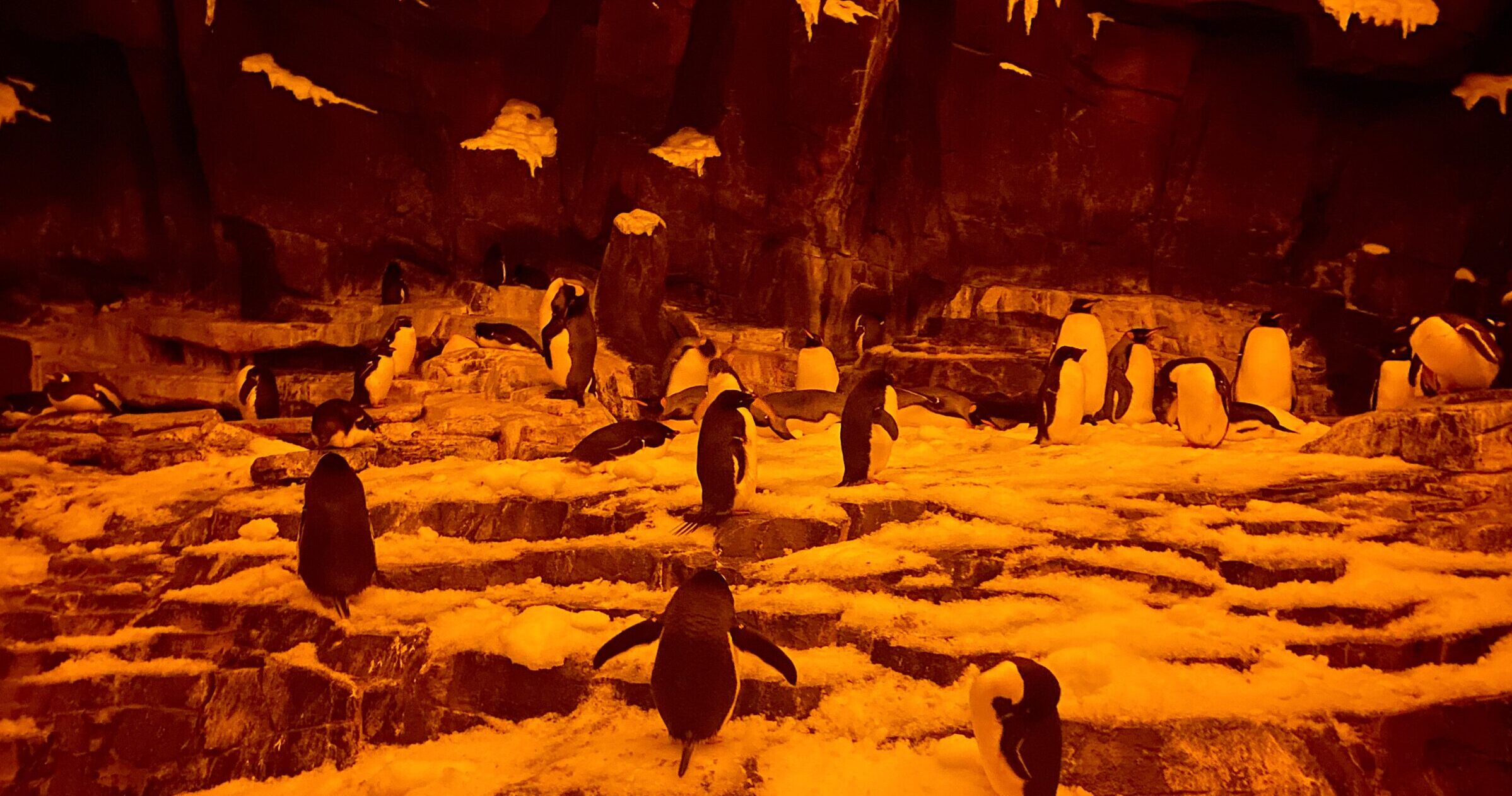 Penguin exhibit