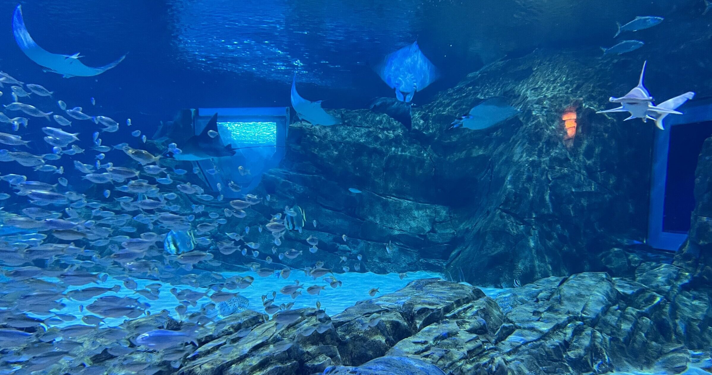 aquarium tank