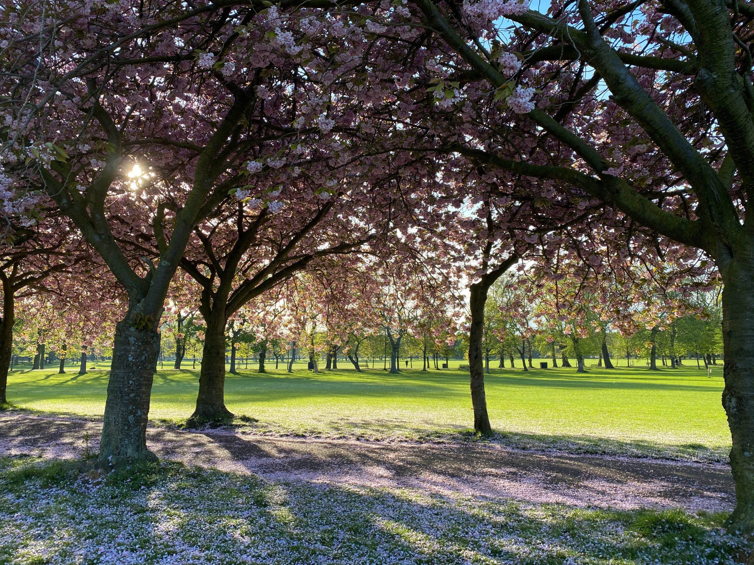 the meadows edinburgh