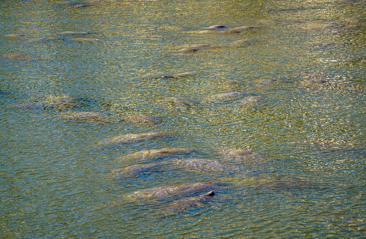 wildlife while kayaking in florida