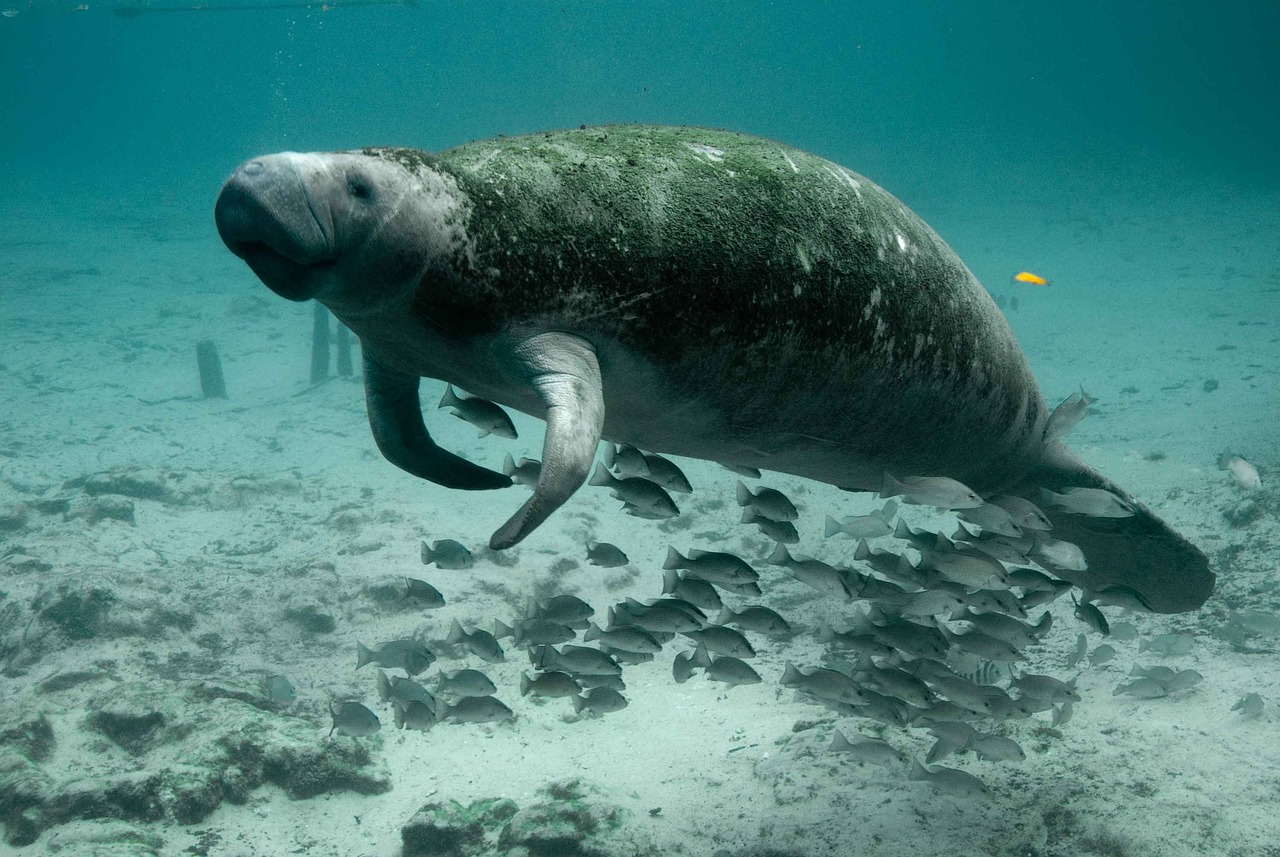 manatee at florida state park