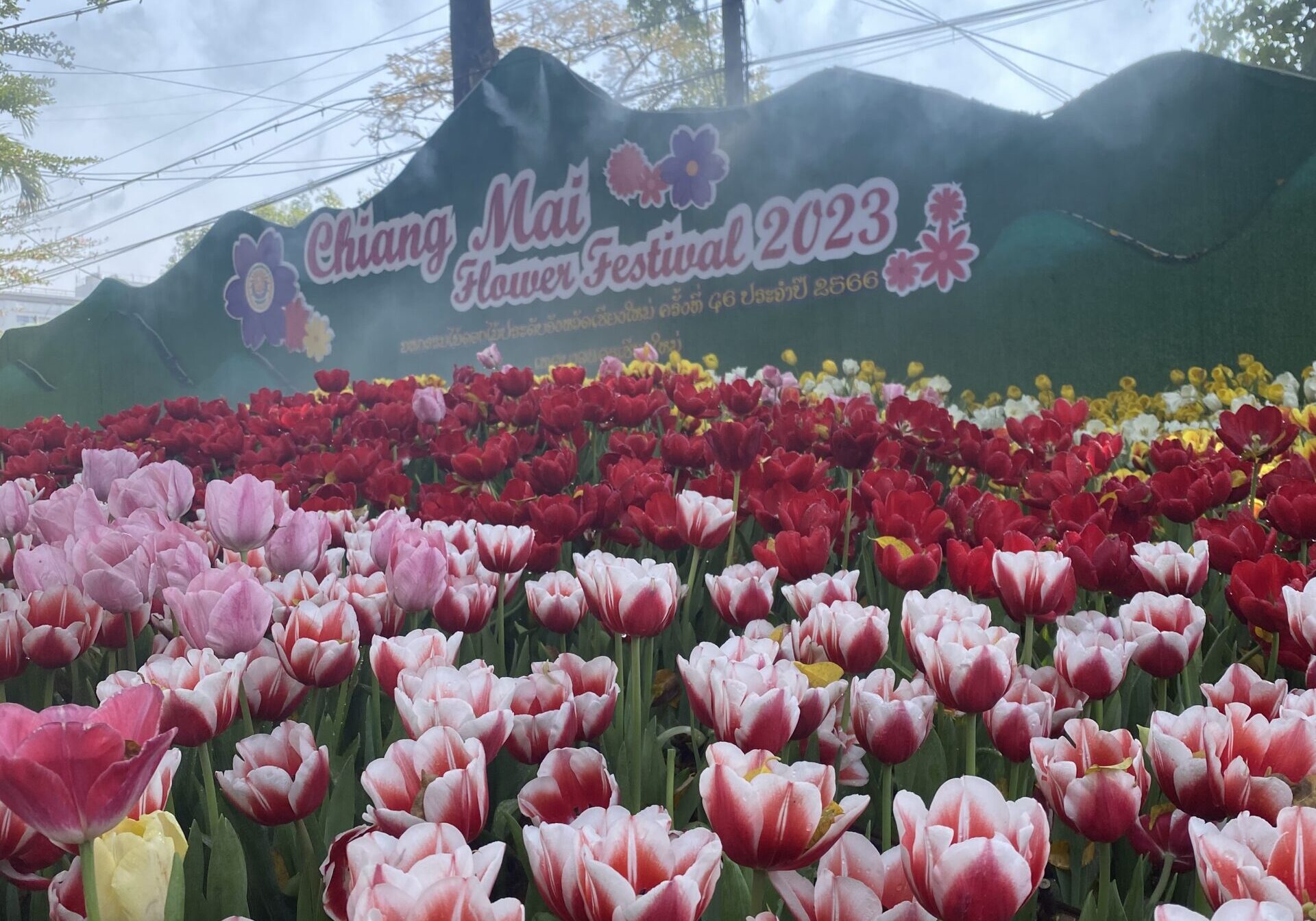 chiang mai itinerary - flower festival