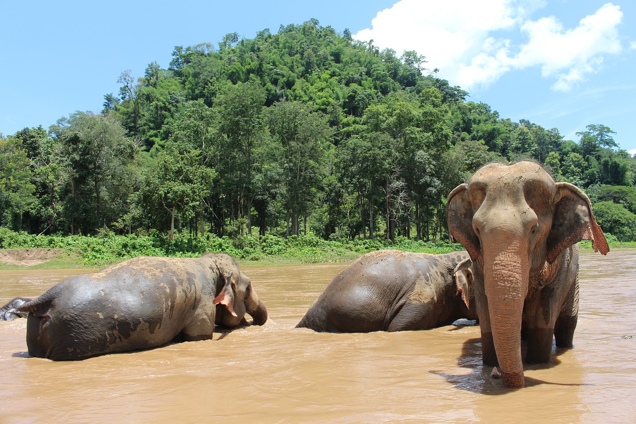 chiang mai elephants