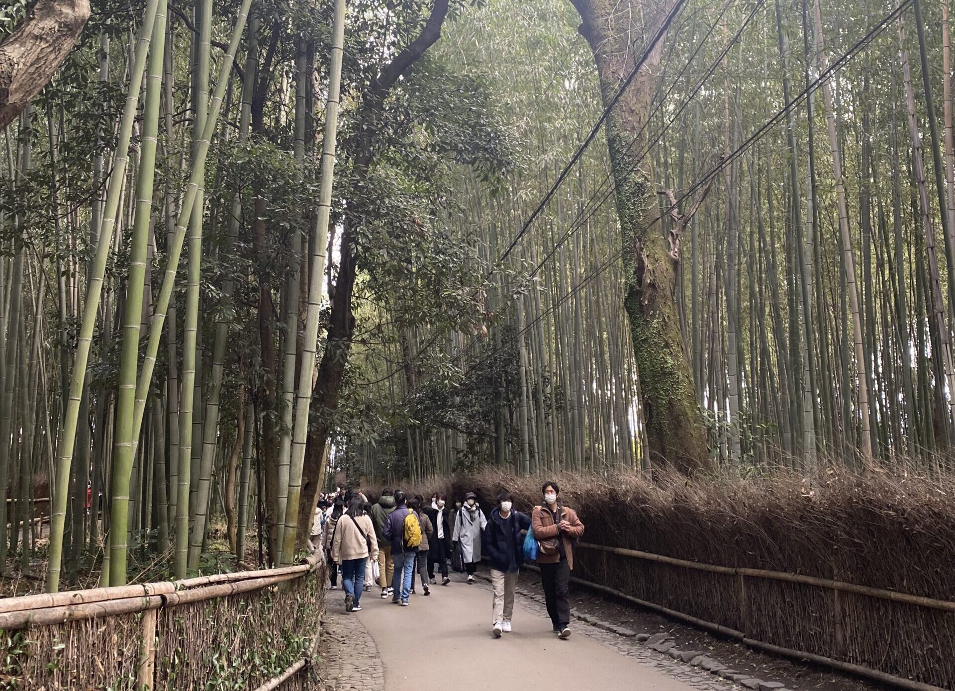 bamboo grove walkway in Kyoto - Kyoto 1 day itinerary