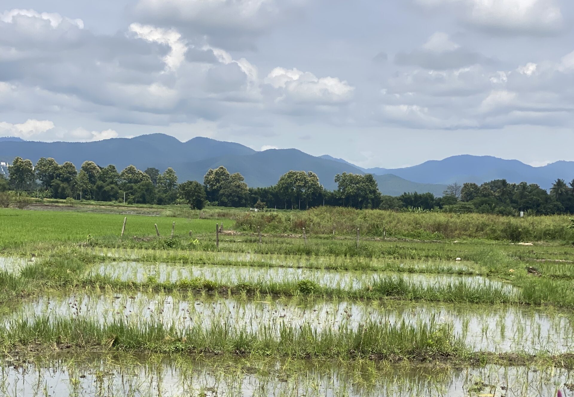 Northern Thailand Rice Field - Chiang Dao Thailand