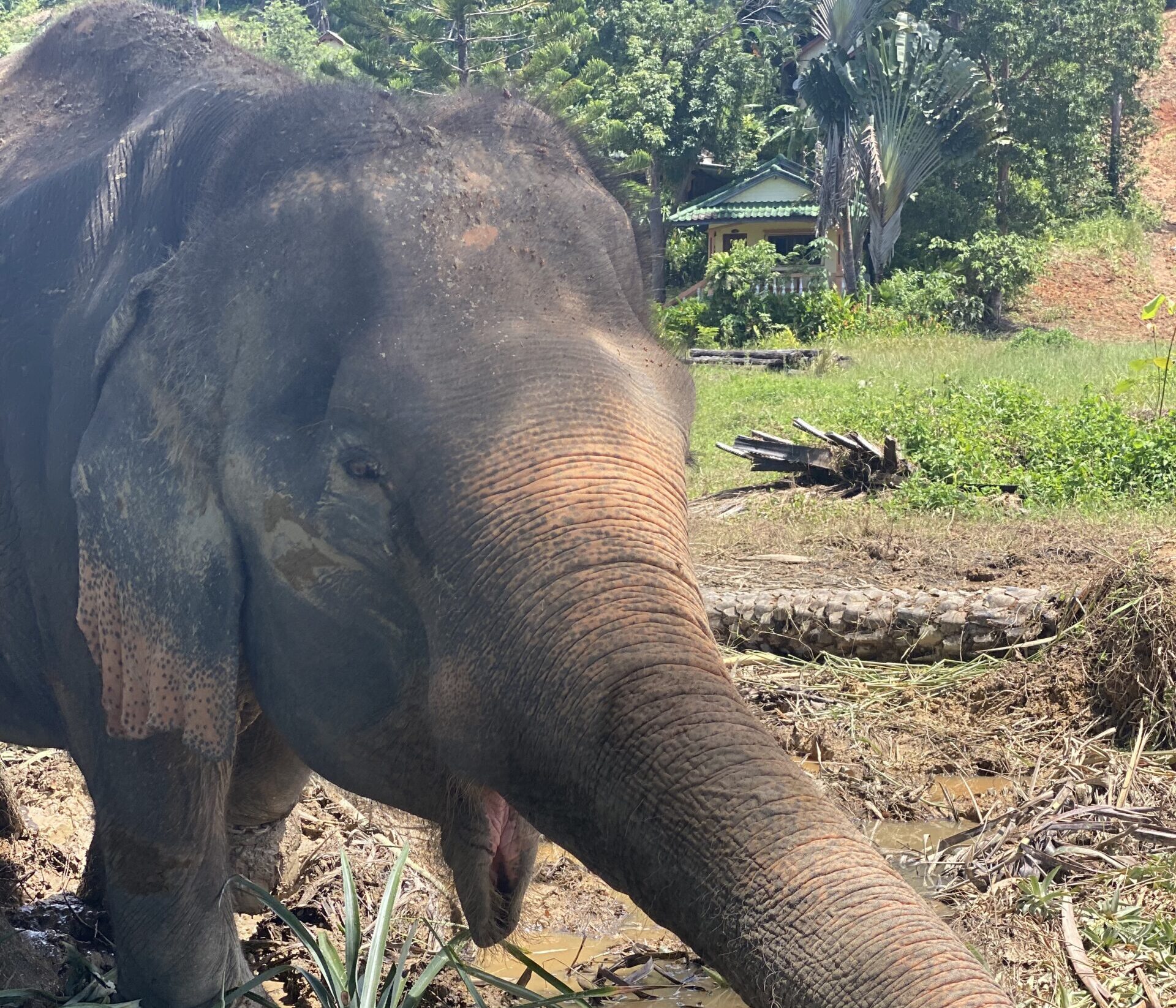 elephant on koh chang - Things to do in Koh Chang