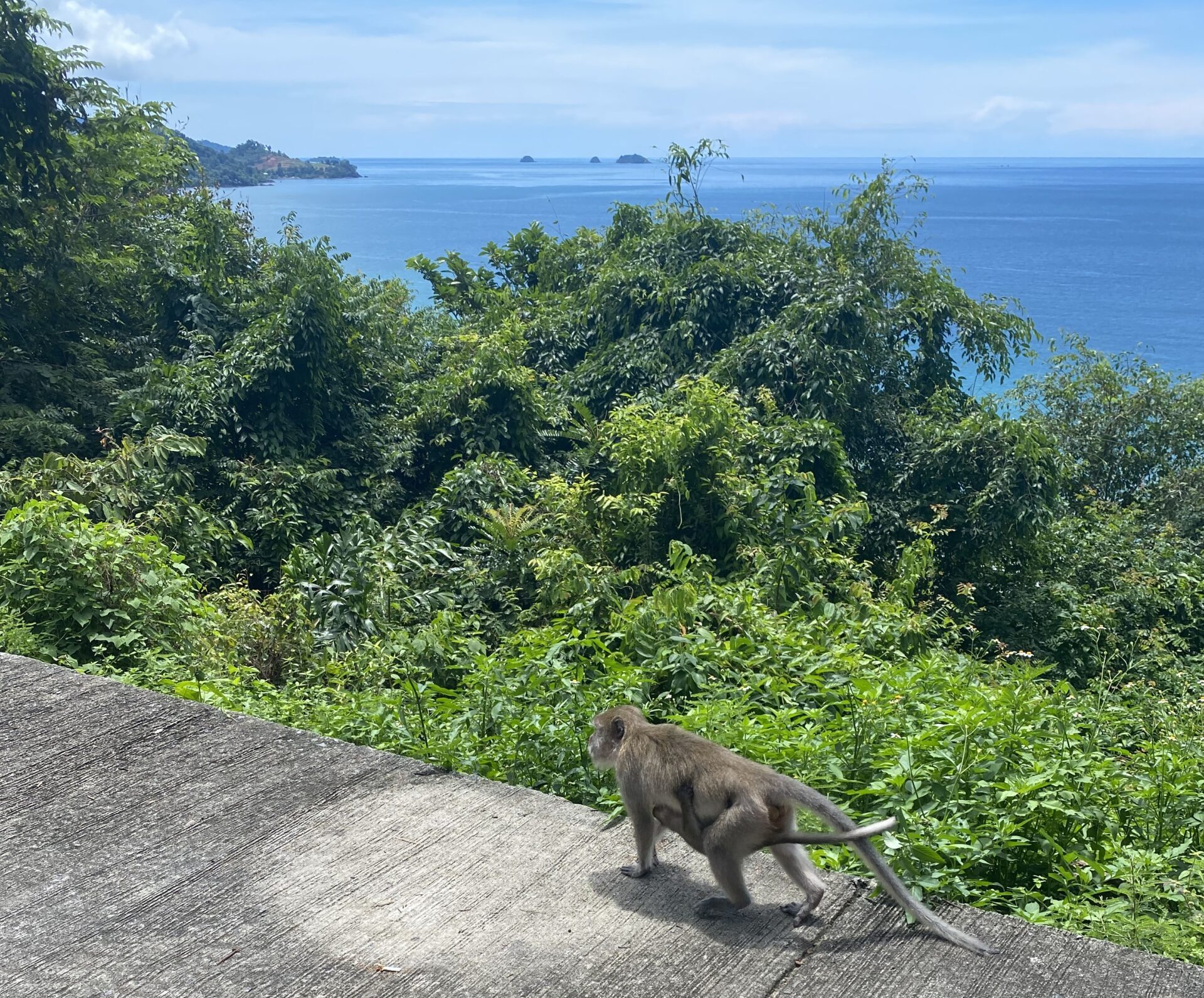 monkey on koh chang - Things to do in Koh Chang