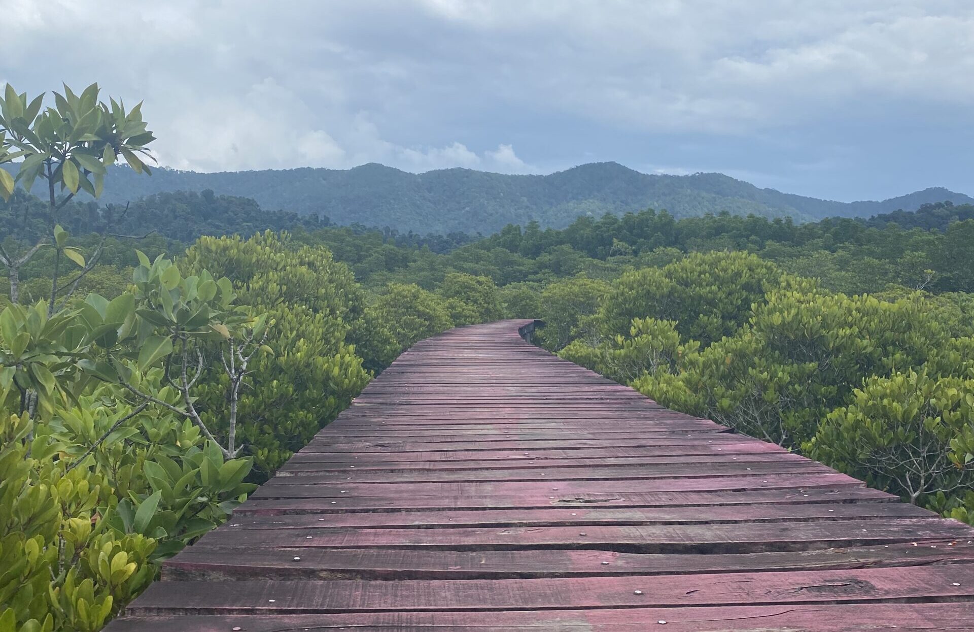 Salakphet Mangrove Walkway - red walkway in mangroves- Things to do in Koh Chang