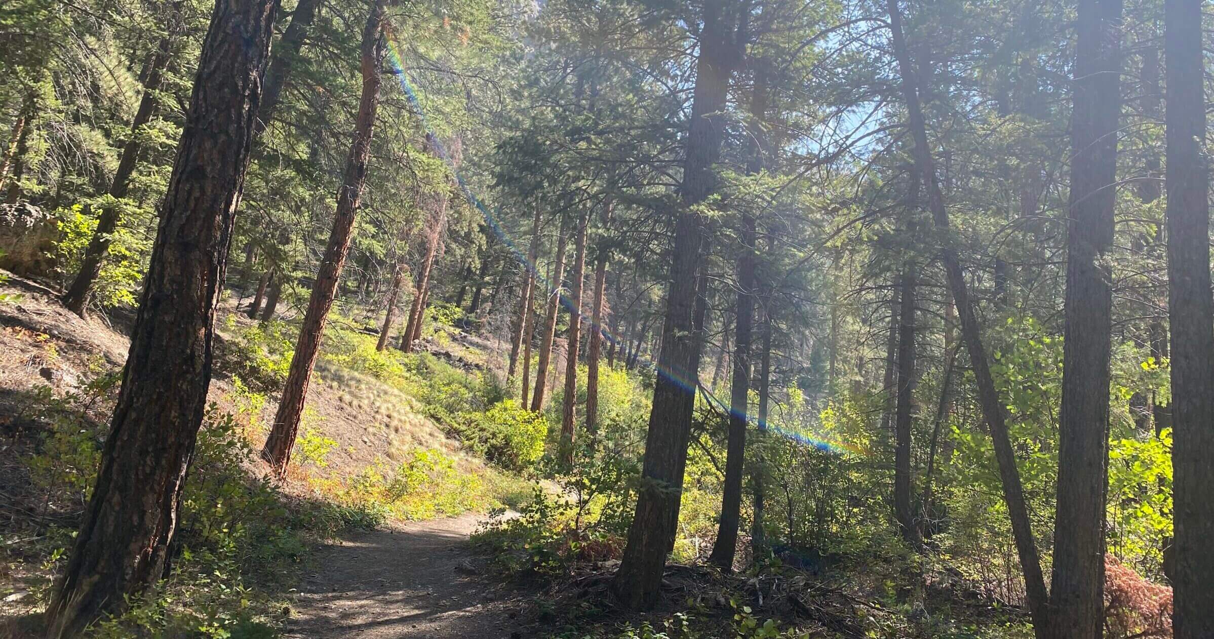 walk through the forest of gates of the mountains