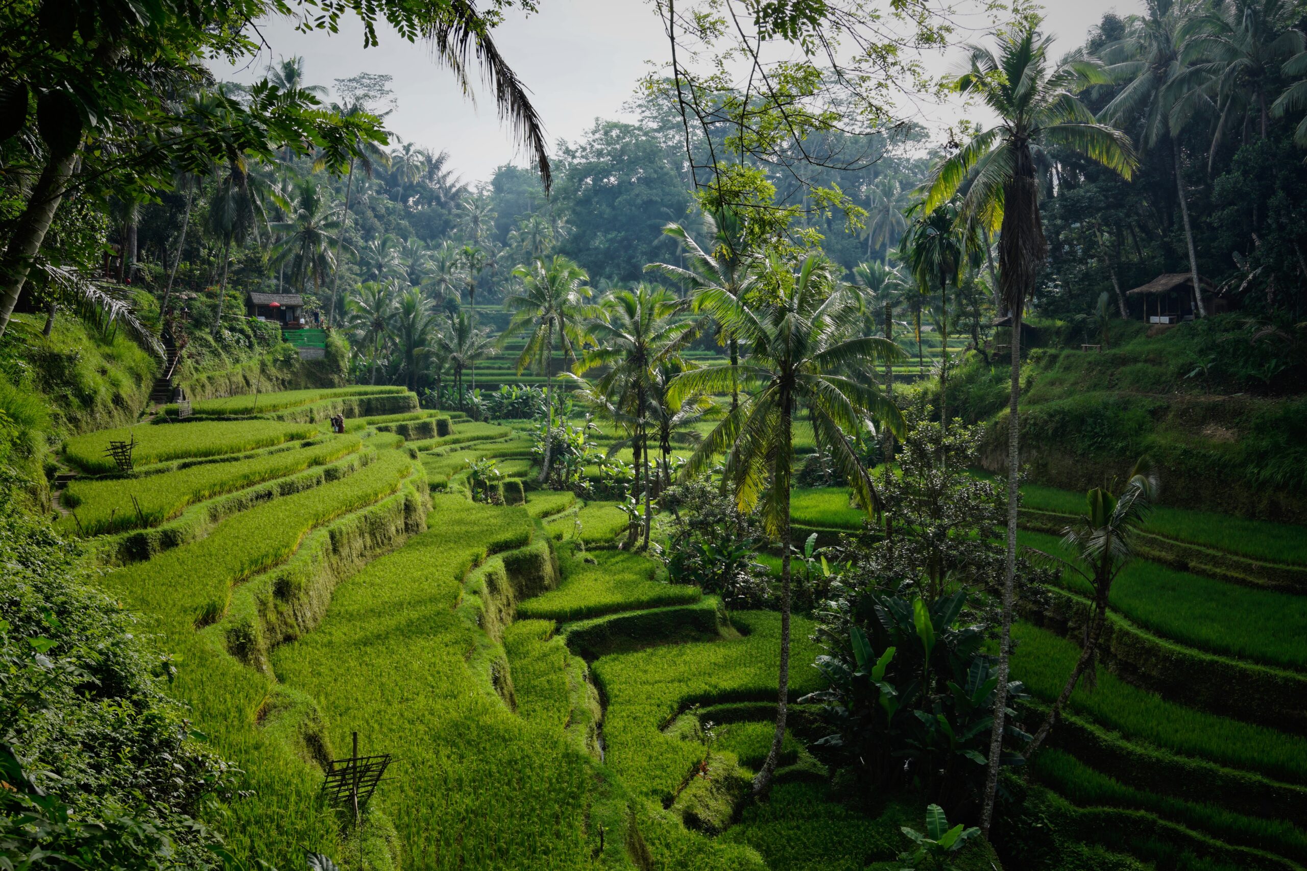 rainforest in Bali