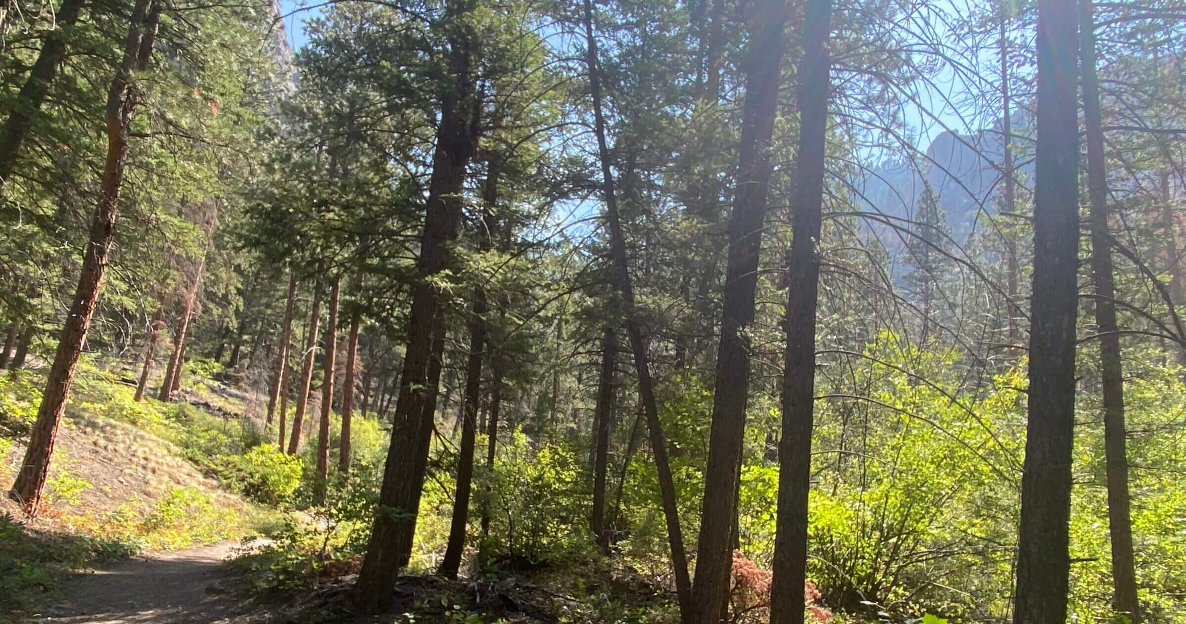 walking path through the woods