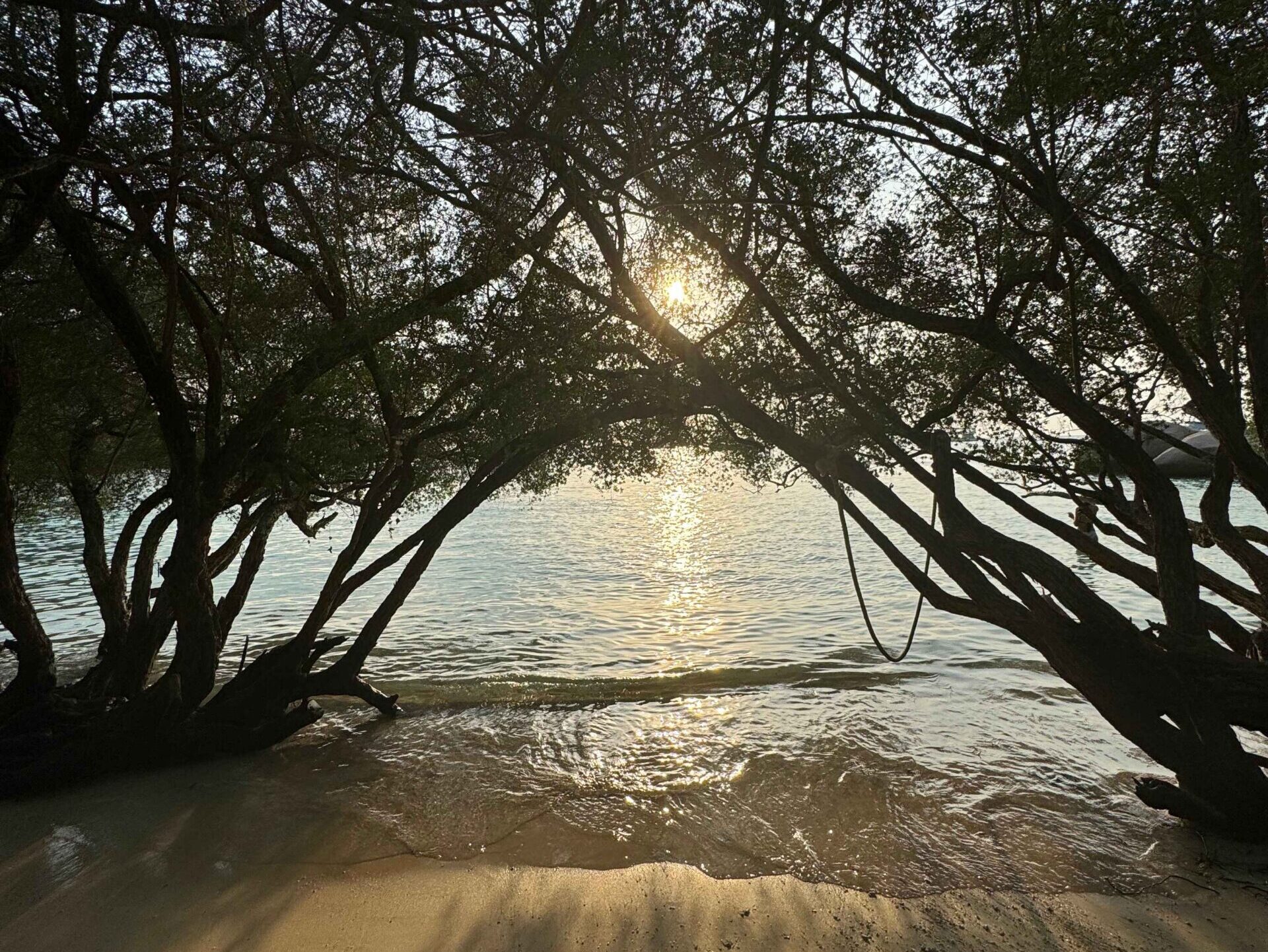 beach with yellow sand and trees lining the entrance to the ocean