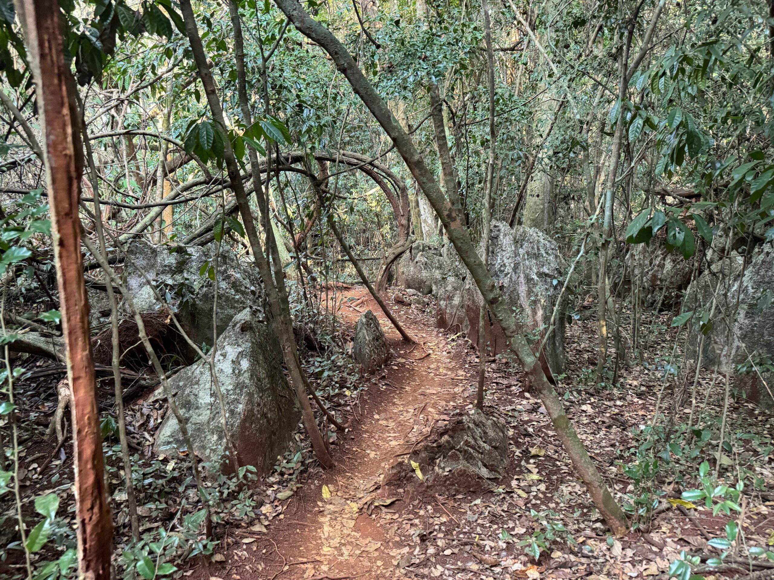 trail in forest