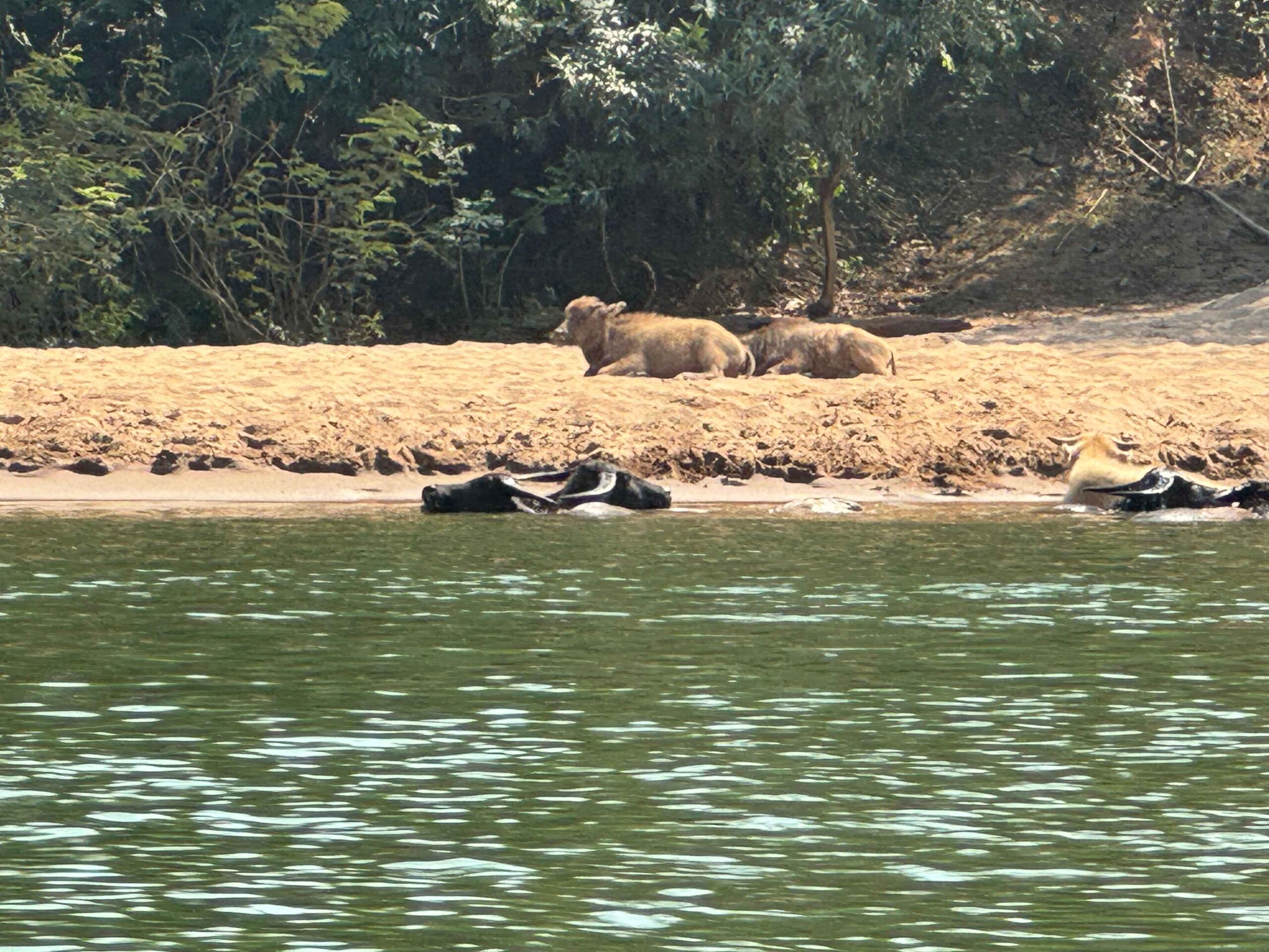 view of animals from the beach from the boat