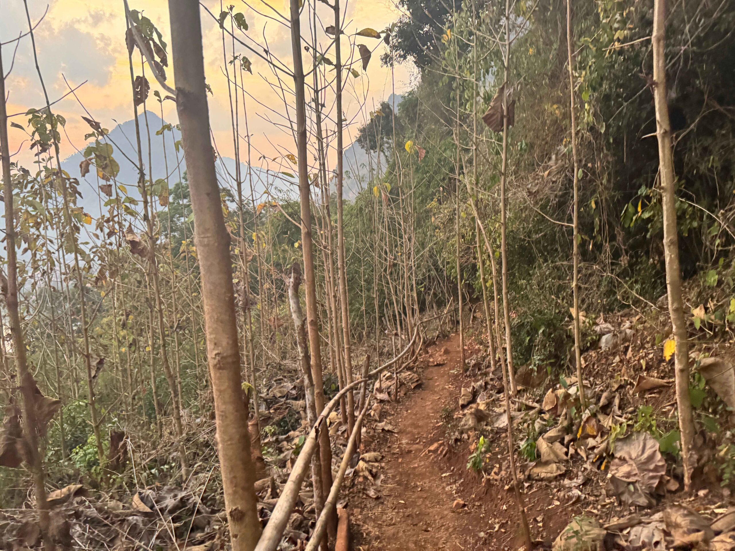 hiking trail through the forest