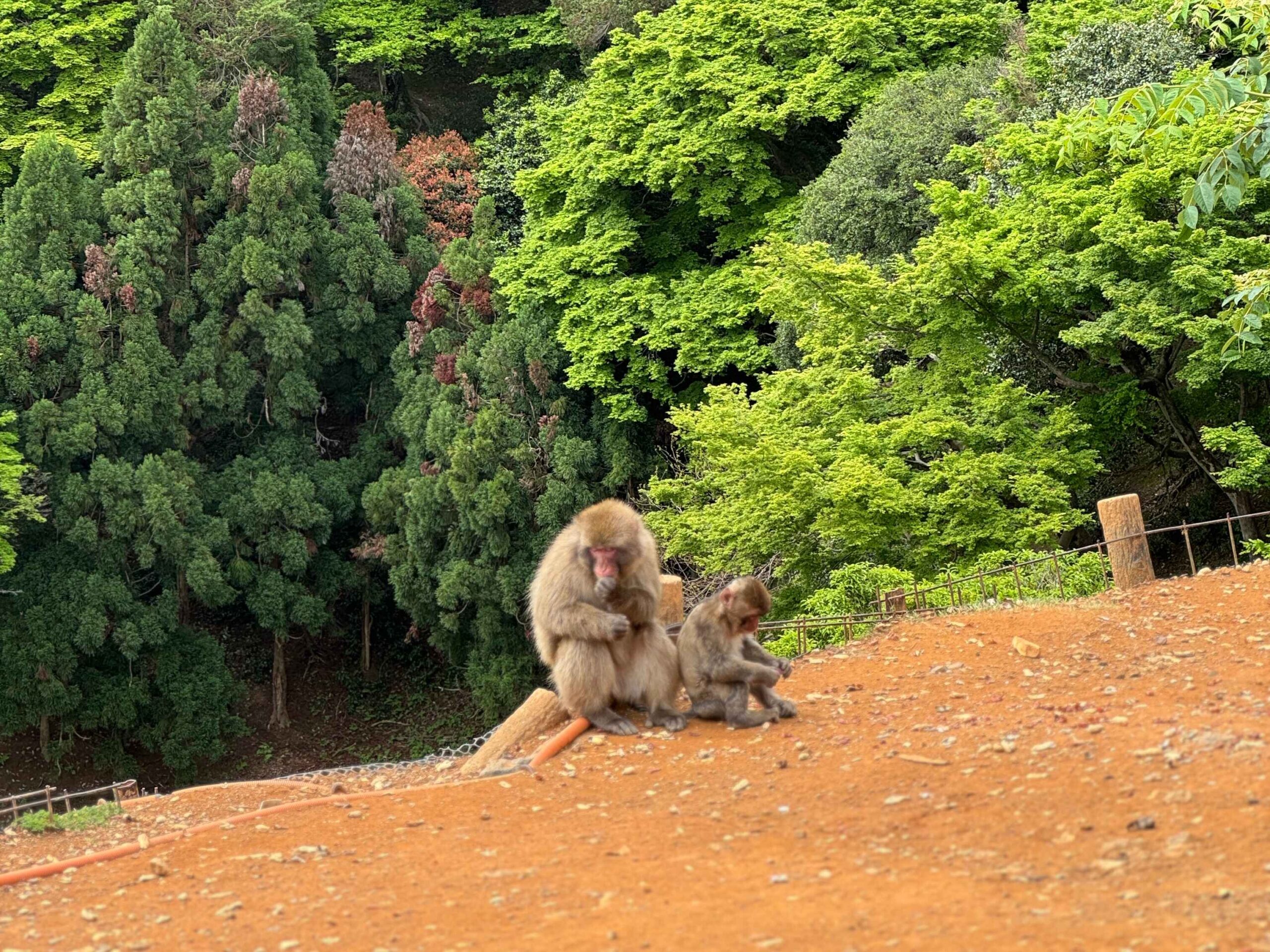 kyoto monkeys playing in the park